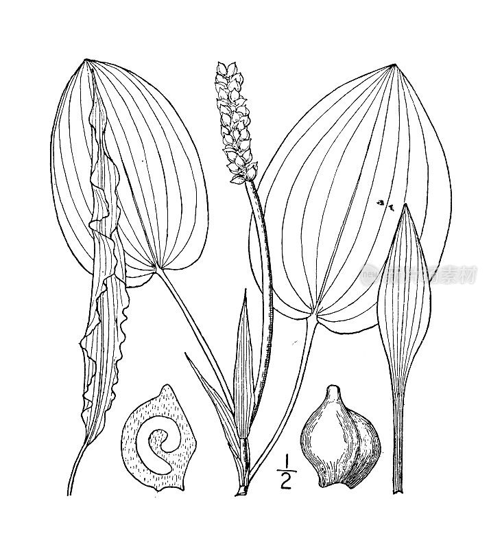 古董植物学植物插图:Potamogeton pulcher，斑点Pondweed